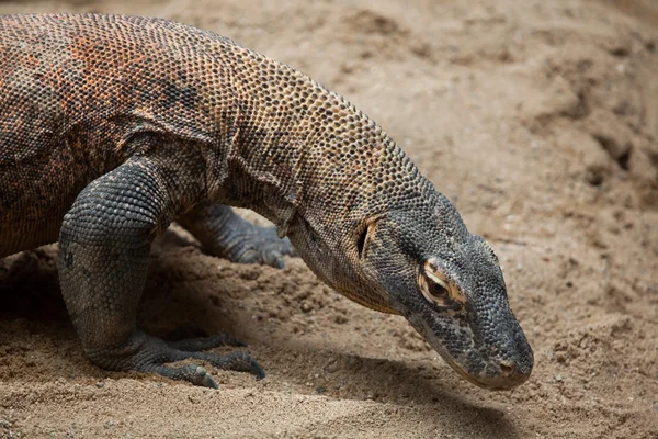 Komodo dragon yakın çekim — Stok fotoğraf