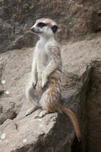 Meerkat, também conhecido como o suricado . — Fotografia de Stock