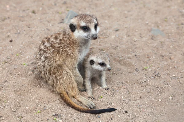 Meerkat cub z dorosłych zwierząt — Zdjęcie stockowe