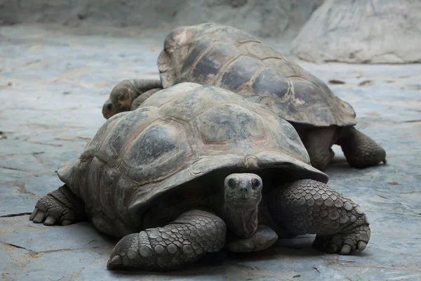 Гигантские черепахи Санта-Крус-Галапагос — стоковое фото