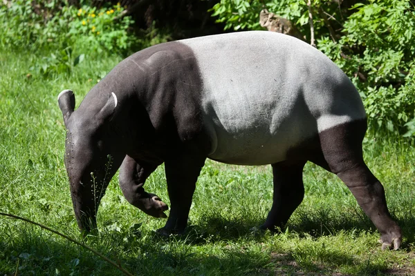 Malajské tapír Tapirus indicus — Stock fotografie