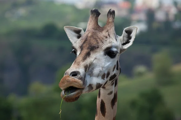 Giraffe in freier Wildbahn — Stockfoto