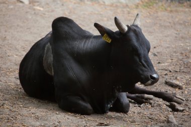 Cüce zebu (Bos primigenius indicus).