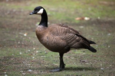 Kanada kazı (Branta kanadensis). 