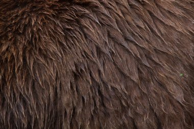 Mainland grizzly skin texture. clipart