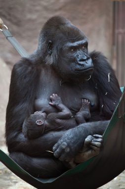 Western lowland gorilla with baby clipart