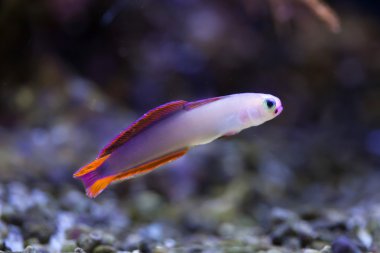 Elegant firefish (Nemateleotris decora). clipart