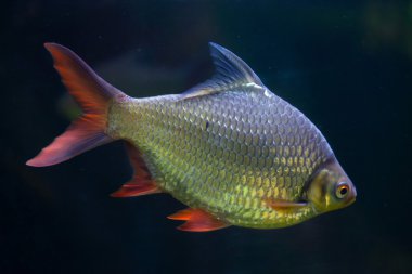 Folyo barb (Barbonymus schwanenfeldii)