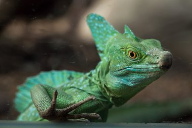 Tüylü basilisk portresi
