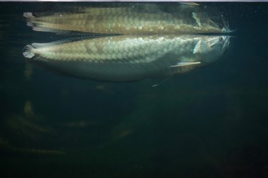 Gümüş arowana (osteoglossum bicirrhosum)