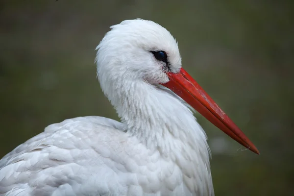 Белый аист (Ciconia ciconia). — стоковое фото