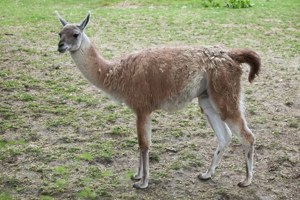 Guanaco (라마 guanicoe) — 스톡 사진