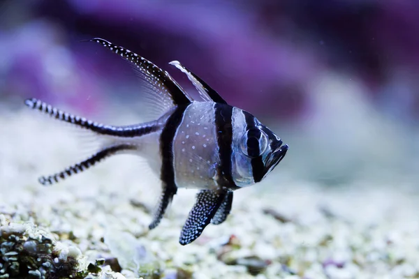 Peixes-cardeais de Banggai (Pterapogon kauderni ). — Fotografia de Stock