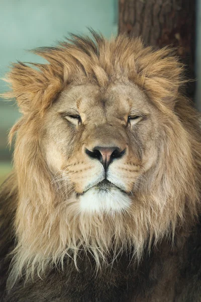 Portrét dospělého lva — Stock fotografie