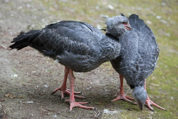 남부 리머 (Chauna torquata). — 스톡 사진