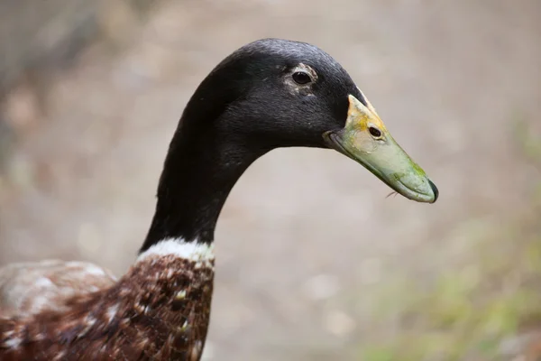 Domestic duck (Anas platyrhynchos domesticus). — Stock Photo, Image