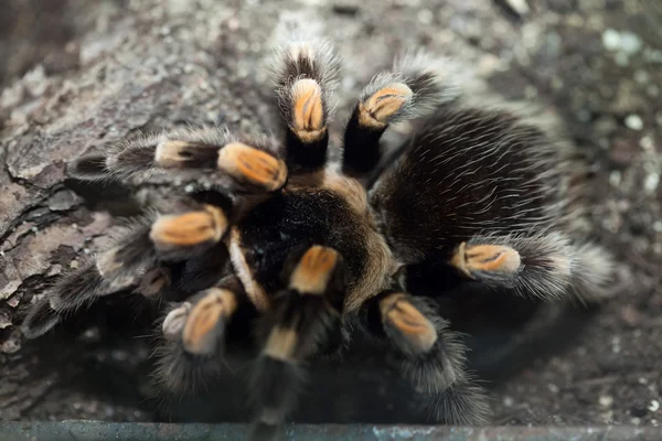 Meksika tarantulası