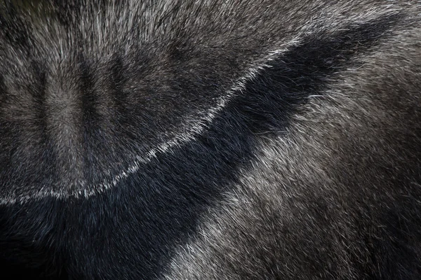 Giant anteater skin texture. — Stock Photo, Image