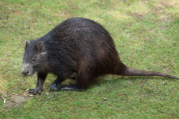 Desmarest 's hutia (Capromys pilorides ) — Stok Foto