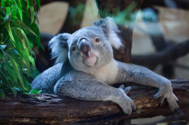 Queensland koala (Phascolarctos cinereus adustus) clipart