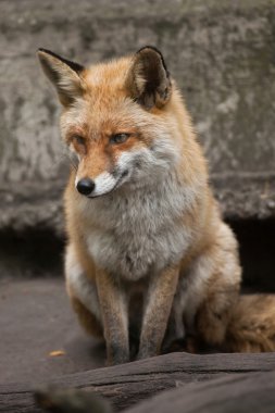 Kızıl Tilki (Vulpes vulpes). 