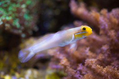 Blueband kaya balığı (Valenciennea strigata). 