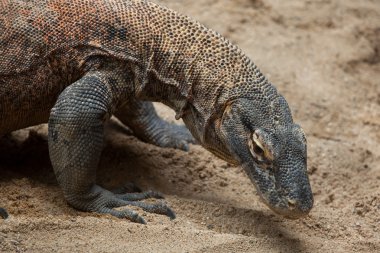 Komodo ejderhası (Varanus komodoensis).