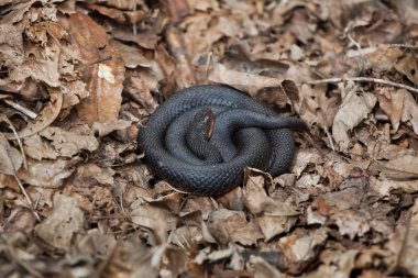 Avrupa viper (Vipera Berus).