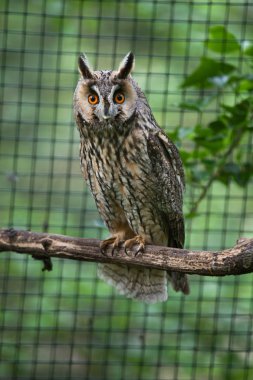 Long-eared owl (Asio otus). clipart