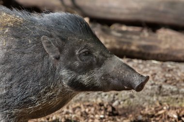 Visayan Sigilli domuz 