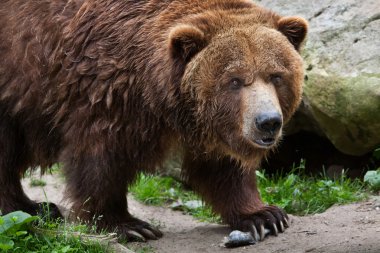 Anakara boz (Ursus arctos horribilis). 