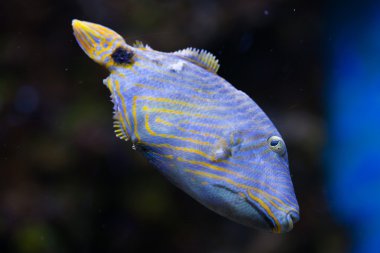 Turuncu çizgili triggerfish 