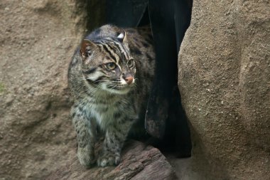 balıkçı kedi (Prionailurus viverrinus). 