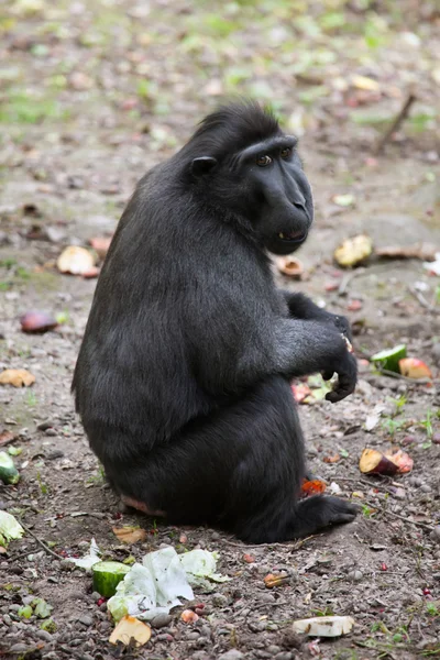 Kändisar Crested Macaque — Stockfoto