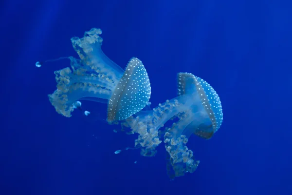 白色斑点水母 — 图库照片