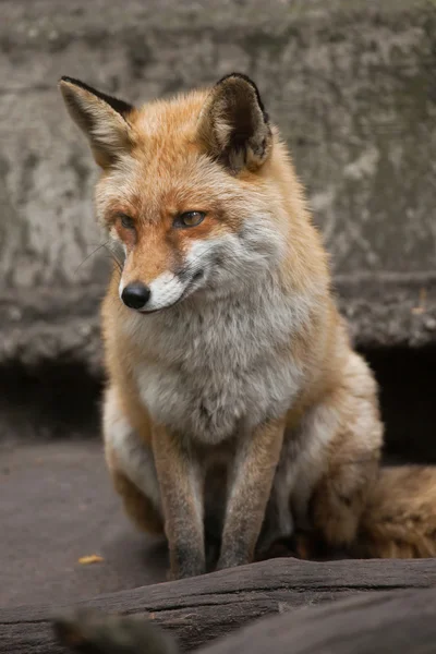 Zorro rojo (Vulpes vulpes). —  Fotos de Stock