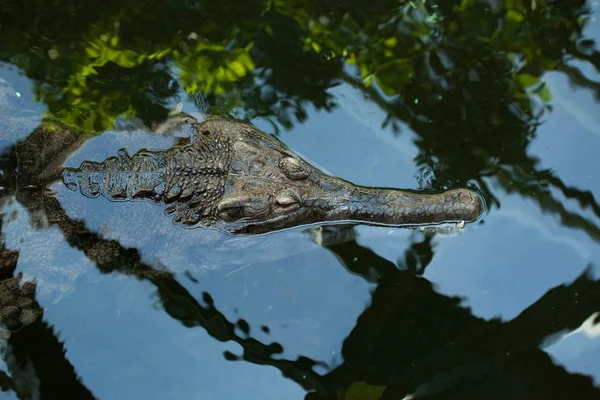 Krokodyl gawialowy (Tomistoma rogata). — Zdjęcie stockowe