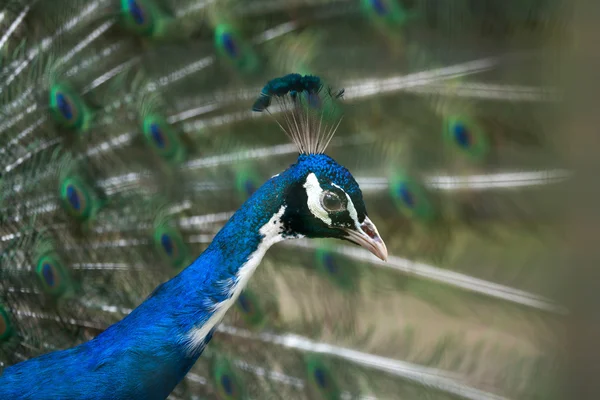 Peafowl indiano (Pavo cristatus ). — Fotografia de Stock