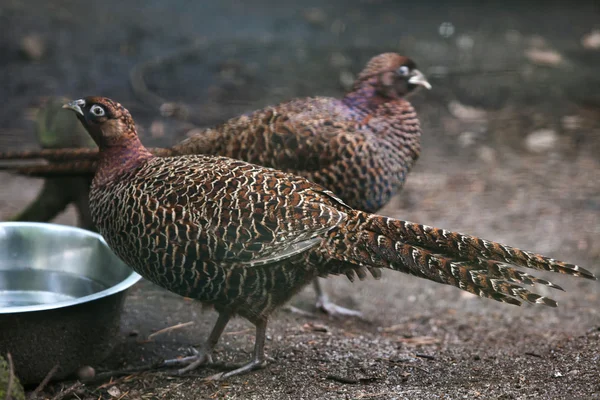 Chinese ring-necked pheasants — Stock Photo, Image