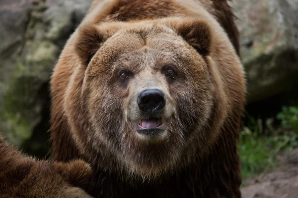 Terraferma grizzly (Ursus arctos horribilis ). — Foto Stock