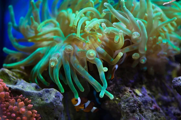 Bubble-tip anemone — Stock Photo, Image