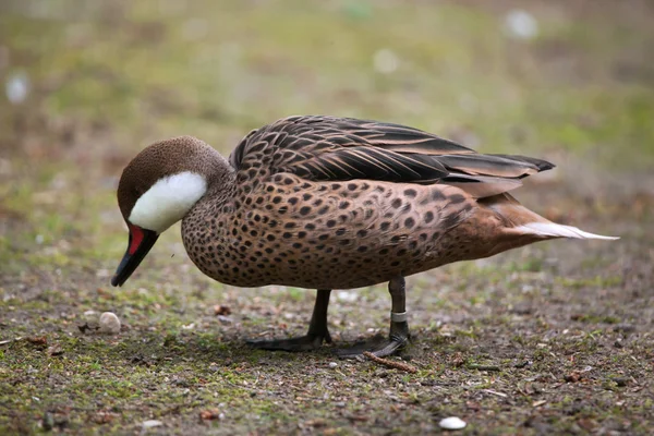 White-cheeked pintail — Stock Photo, Image