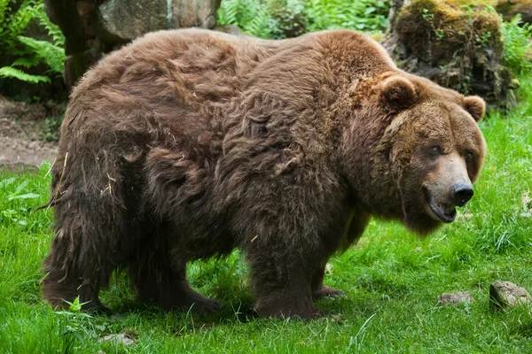 Festlandgrizzly (ursus arctos horribilis)). — Stockfoto