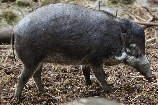 Visayan бородавчасті свиня — стокове фото