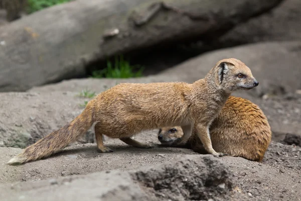 Gelbe Mungos (cyclis penicillata)). — Stockfoto