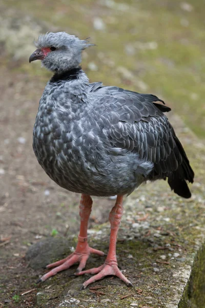 Örvös csája (Chauna torquata). — Stock Fotó