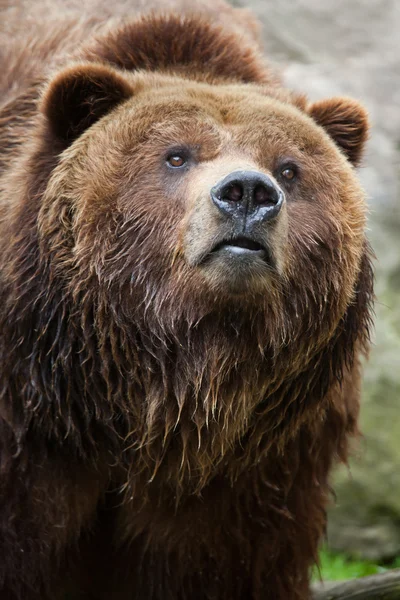 Ψαρός ηπειρωτική χώρα (Ursus arctos horribilis). — Φωτογραφία Αρχείου