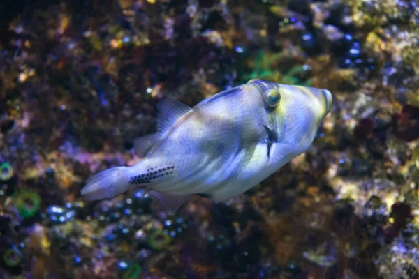 Lagunutlösande fisk (Rhinecanthus aculeatus)). — Stockfoto