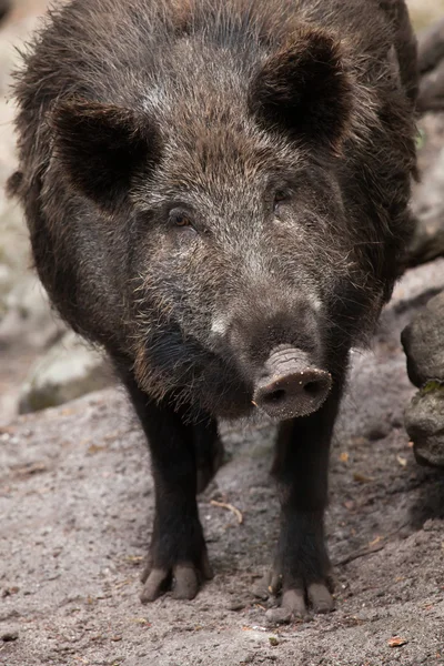 Wild boar (Sus scrofa). — Stock Photo, Image