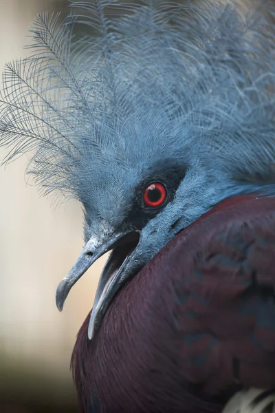 Southern crowned pigeon — Stock Photo, Image